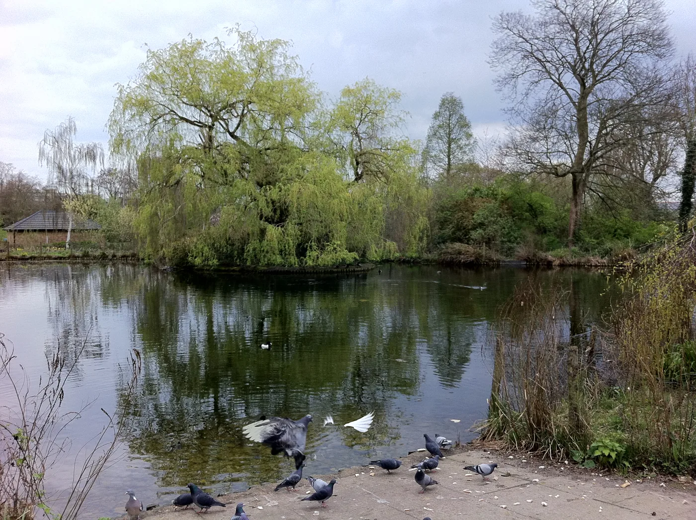 The pond in Sydenham Wells Park. The approved building would stand on the opposite side of Longton Avenue; this photo predates the application